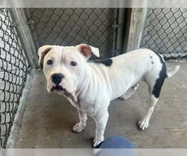 Medium Photo #3 American Pit Bull Terrier-Unknown Mix Puppy For Sale in Crete, IL, USA