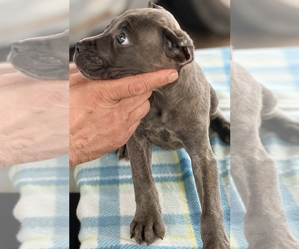 Medium Photo #27 Cane Corso Puppy For Sale in ANDERSON, IN, USA