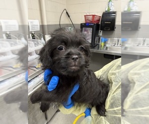Chiweenie Dogs for adoption in Las Vegas, NV, USA