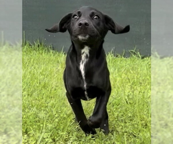 Medium Photo #4 Labrador Retriever-Unknown Mix Puppy For Sale in The Woodlands, TX, USA