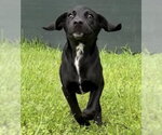 Small #3 Labrador Retriever Mix