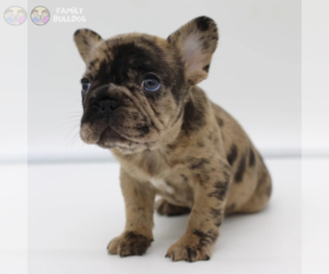 French Bulldog Puppy for sale in NEW YORK, NY, USA