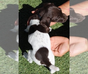 German Shorthaired Pointer Puppy for sale in CO SPGS, CO, USA
