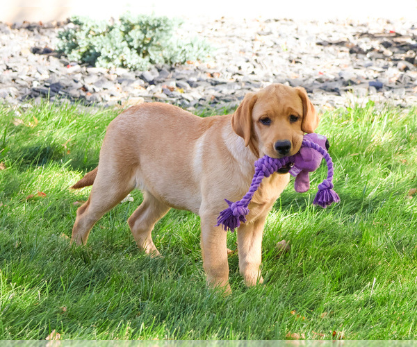 Medium Photo #3 Labrador Retriever Puppy For Sale in SYRACUSE, IN, USA