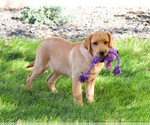Small #2 Labrador Retriever