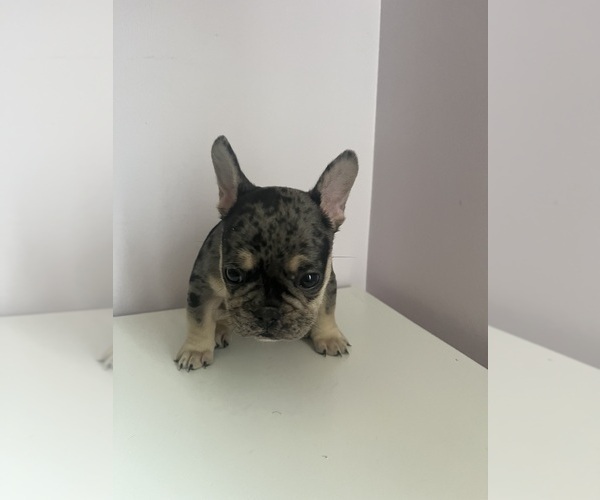 Medium Photo #8 French Bulldog Puppy For Sale in OSWEGO, IL, USA