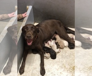 Mother of the Labrador Retriever puppies born on 03/03/2026