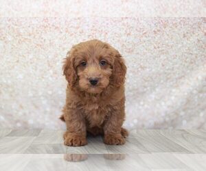Goldendoodle (Miniature) Puppy for sale in MARIETTA, GA, USA