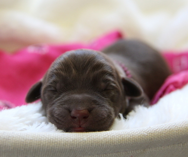 Medium Photo #8 Labrador Retriever Puppy For Sale in HYDE PARK, VT, USA