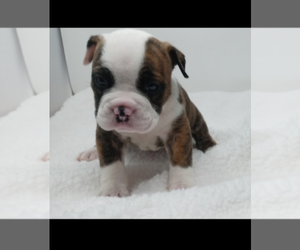 English Bulldog Puppy for sale in DOS PALOS, CA, USA