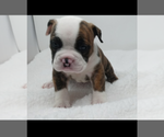Small English Bulldog