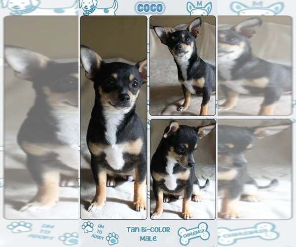Medium Photo #1 Chihuahua Puppy For Sale in HUDSONVILLE, MI, USA
