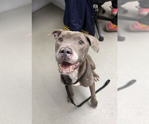 Mutt Dogs for adoption in Pueblo, CO, USA