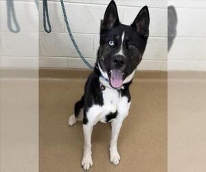 Siberian Husky Dogs for adoption in Derwood, MD, USA