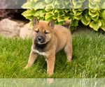 Puppy Jocelyn Shiba Inu