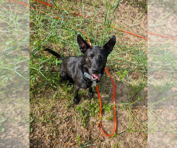 Medium Photo #12 Mutt Puppy For Sale in Overland Park, KS, USA