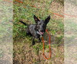 Small #11 Mutt
