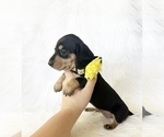 Image preview for Ad Listing. Nickname: AKC Sadie