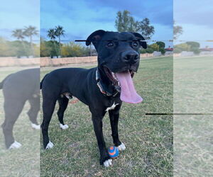 Labrador Retriever-Unknown Mix Dogs for adoption in Chandler, AZ, USA