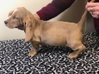 Small Photo #16 Basset Hound Puppy For Sale in DARLINGTON, MD, USA