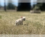 Small Photo #4 French Bulldog Puppy For Sale in SIOUX FALLS, SD, USA