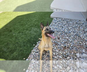 Mutt Dogs for adoption in Imlay City, MI, USA