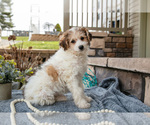 Puppy Randy Bichpoo