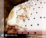 Small Photo #16 Golden Retriever Puppy For Sale in SAINT LOUIS, MO, USA