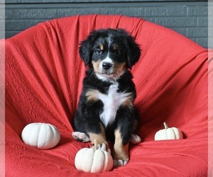 Bernese Mountain Dog Puppy for sale in SUGARCREEK, OH, USA