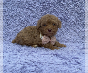 Poodle (Toy) Puppy for sale in CAMPBELLSVILLE, KY, USA