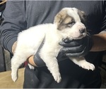 Small Photo #5 Central Asian Shepherd Dog Puppy For Sale in PICO RIVERA, CA, USA