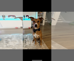 Small Mutt