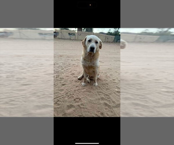 Medium Photo #1 Labrador Retriever-Unknown Mix Puppy For Sale in San Diego, CA, USA