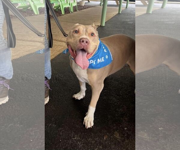 Medium Photo #12 Staffordshire Bull Terrier-Unknown Mix Puppy For Sale in Mount Laurel, NJ, USA