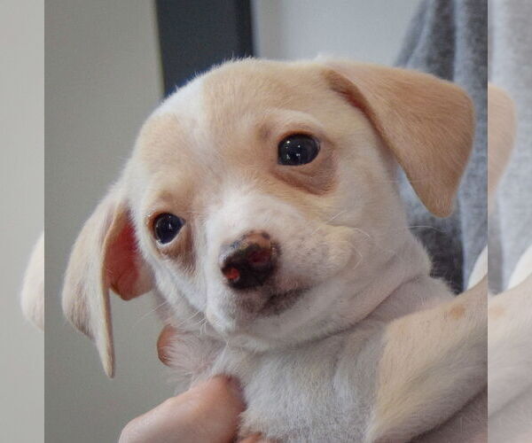 Medium Photo #6 Chiweenie Puppy For Sale in Huntley, IL, USA