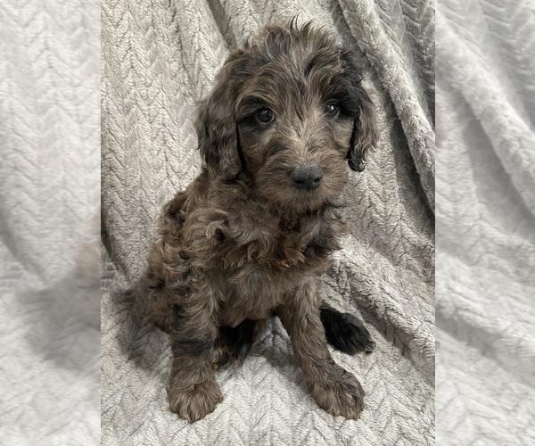 Medium Photo #1 Goldendoodle Puppy For Sale in CENTURIA, WI, USA