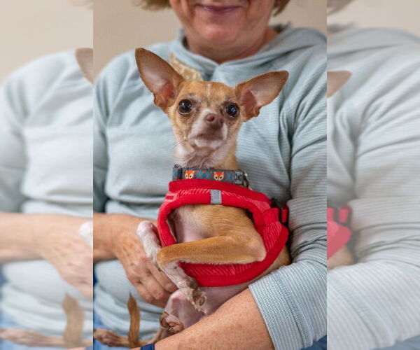 Medium Photo #5 Chihuahua Puppy For Sale in Mundelein, IL, USA