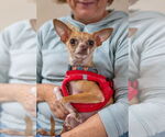 Small #4 Chihuahua