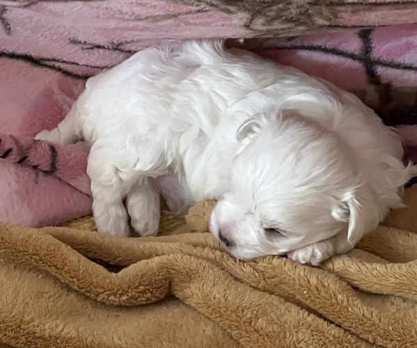 Medium Photo #4 Maltese Puppy For Sale in STUART, FL, USA