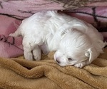 Small Photo #4 Maltese Puppy For Sale in STUART, FL, USA