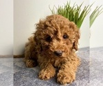 Small #2 Goldendoodle (Miniature)