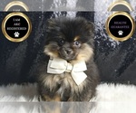 Small #6 Pomeranian