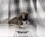 Puppy Biscuit Shih Tzu