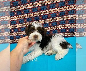 Schnauzer (Miniature) Puppy for sale in WINNSBORO, LA, USA