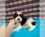 Image preview for Ad Listing. Nickname: Mini Bryce