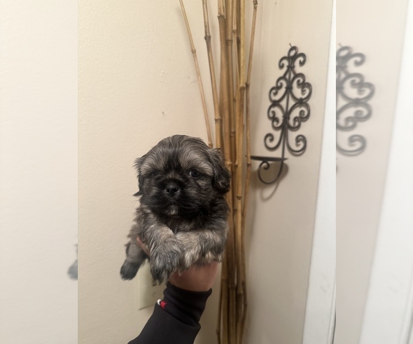 Medium Photo #1 Shih Tzu Puppy For Sale in DENVER, CO, USA