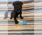 Small #13 Mutt