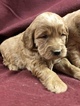 Small Photo #9 Goldendoodle (Miniature) Puppy For Sale in CONOWINGO, MD, USA