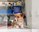 Small Photo #3 Pembroke Welsh Corgi Puppy For Sale in FOUNTAIN, CO, USA