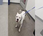 Small American Pit Bull Terrier
